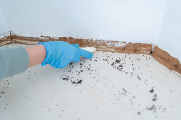 Pest Prevention Services in Sayre, PA